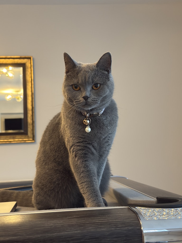 Cat for rent