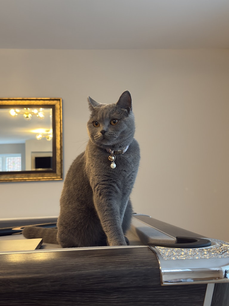Cat for rent photo 2